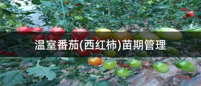 温室番茄(西红柿)苗期管理