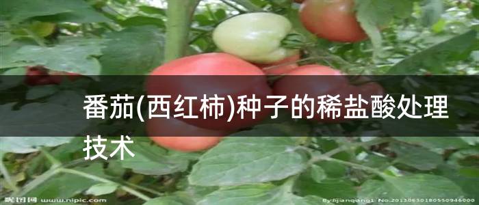 番茄(西红柿)种子的稀盐酸处理技术