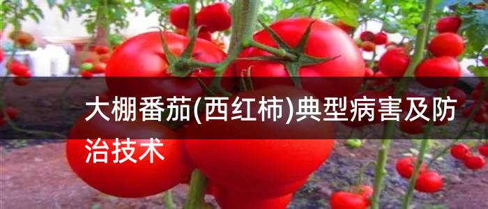 大棚番茄(西红柿)典型病害及防治技术