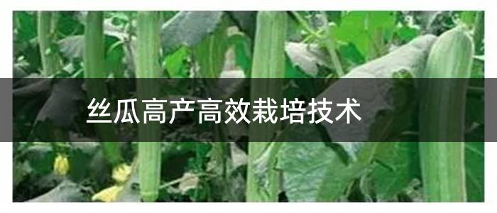 丝瓜高产高效栽培技术