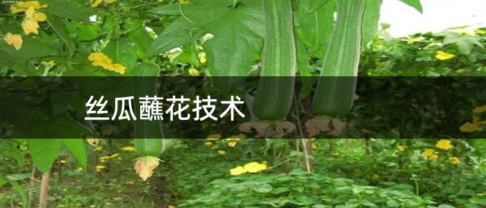 丝瓜蘸花技术