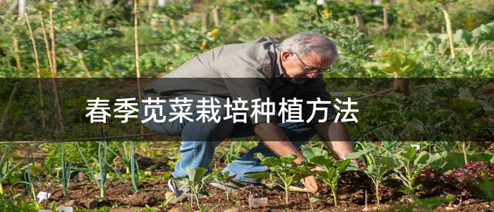 春季苋菜栽培种植方法
