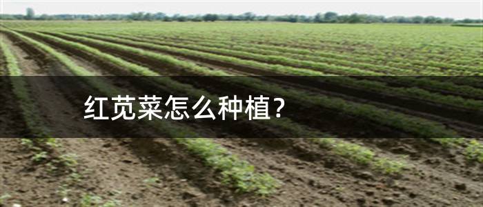 红苋菜怎么种植？