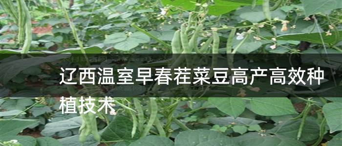 辽西温室早春茬菜豆高产高效种植技术
