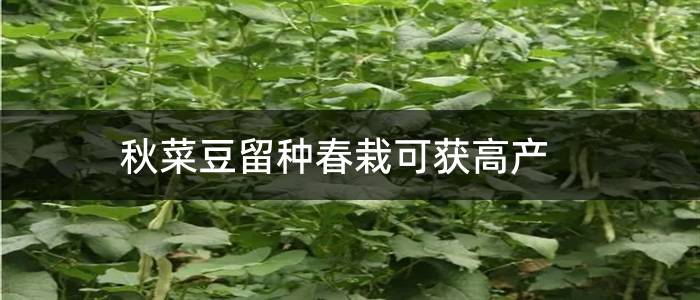 秋菜豆留种春栽可获高产