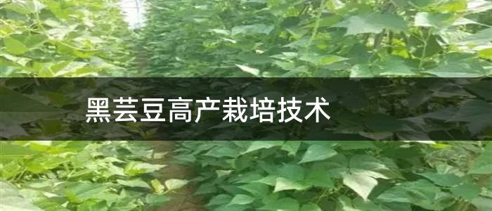 黑芸豆高产栽培技术