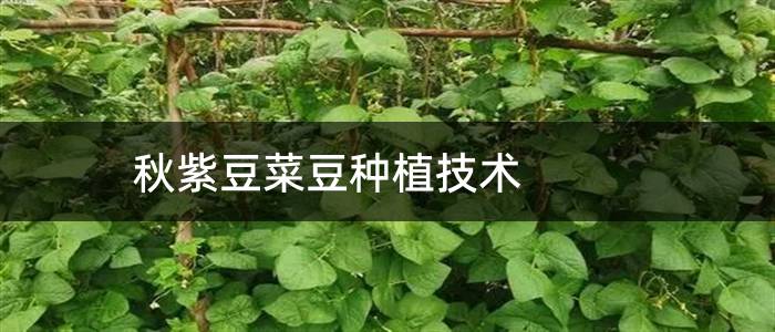 秋紫豆菜豆种植技术