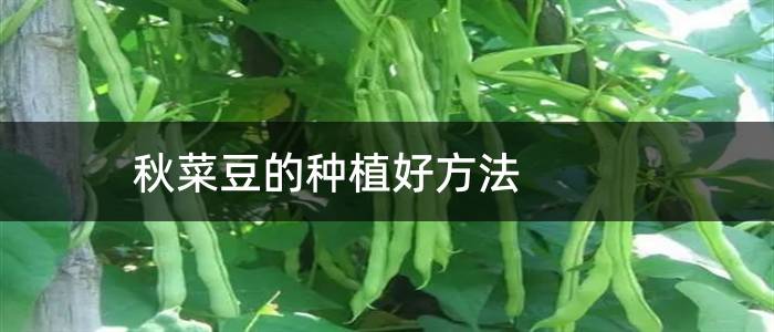 秋菜豆的种植好方法