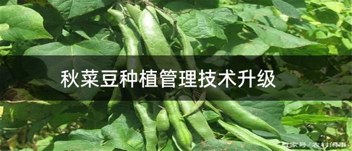 秋菜豆种植管理技术升级