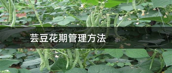 芸豆花期管理方法