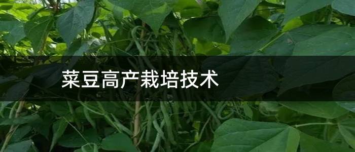 菜豆高产栽培技术
