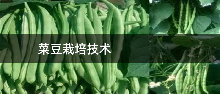 菜豆栽培技术