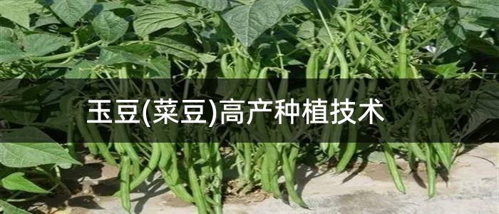 玉豆(菜豆)高产种植技术
