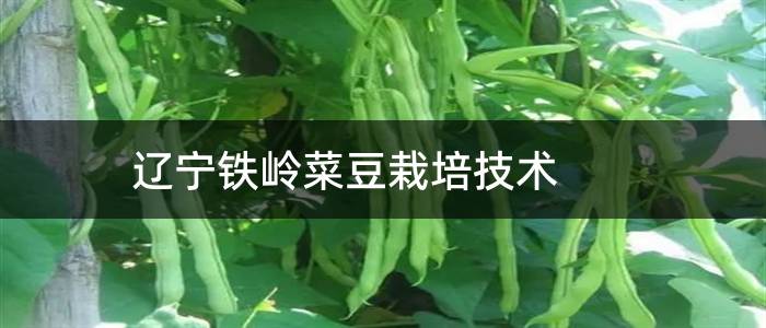 辽宁铁岭菜豆栽培技术