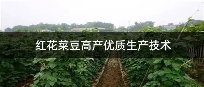 红花菜豆高产优质生产技术