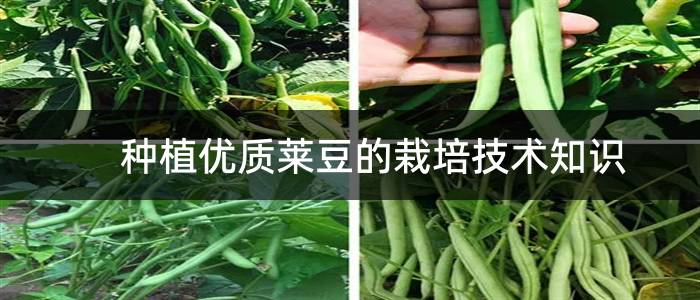 种植优质莱豆的栽培技术知识