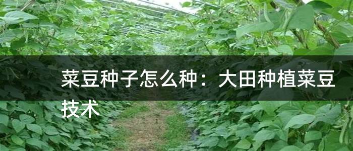 菜豆种子怎么种：大田种植菜豆技术