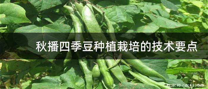 秋播四季豆种植栽培的技术要点