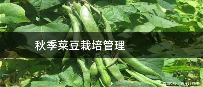 秋季菜豆栽培管理