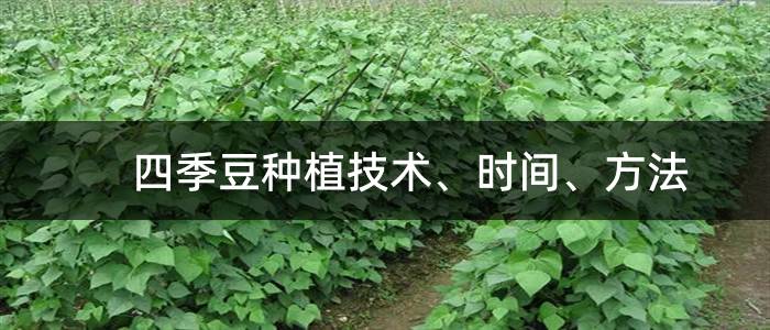 四季豆种植技术、时间、方法