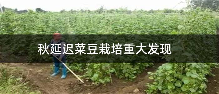 秋延迟菜豆栽培重大发现