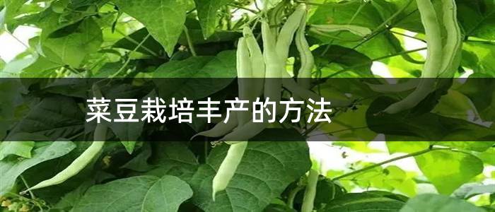 菜豆栽培丰产的方法