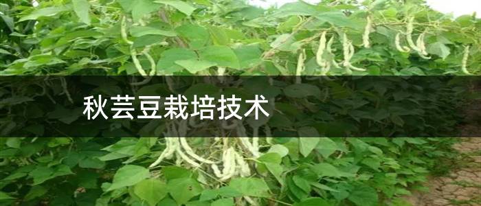 秋芸豆栽培技术