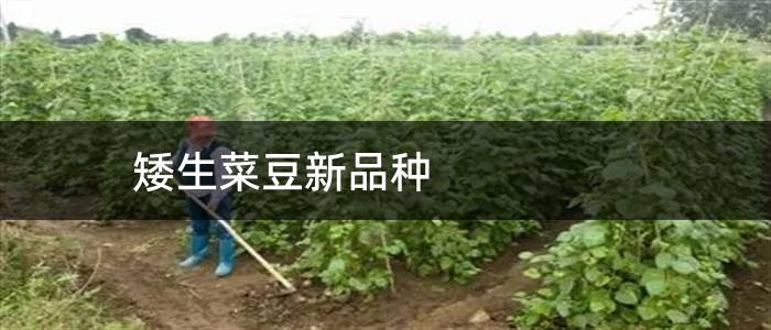 矮生菜豆新品种