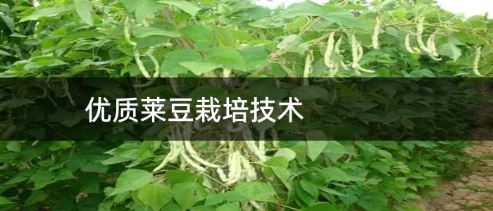 优质莱豆栽培技术
