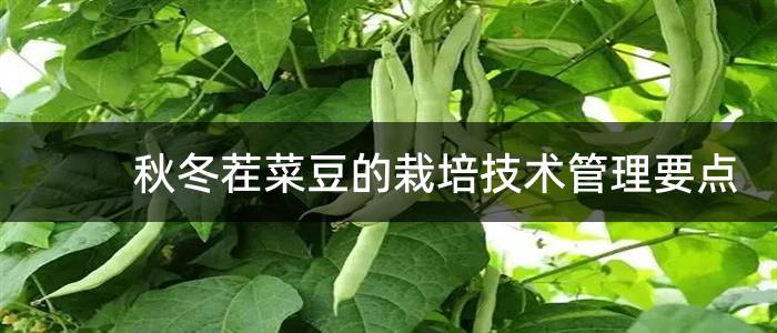 秋冬茬菜豆的栽培技术管理要点