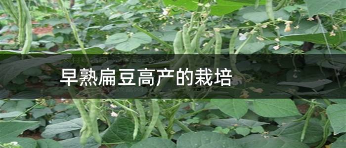 早熟扁豆高产的栽培