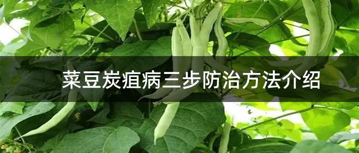 菜豆炭疽病三步防治方法介绍