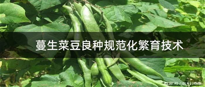 蔓生菜豆良种规范化繁育技术