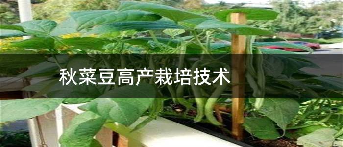 秋菜豆高产栽培技术