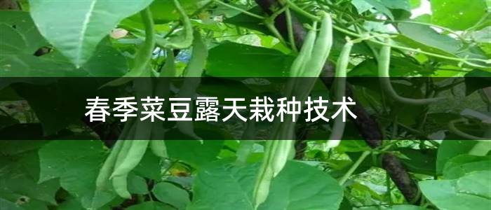 春季菜豆露天栽种技术