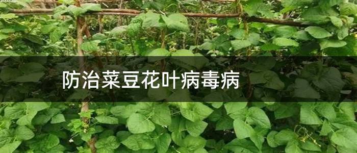 防治菜豆花叶病毒病
