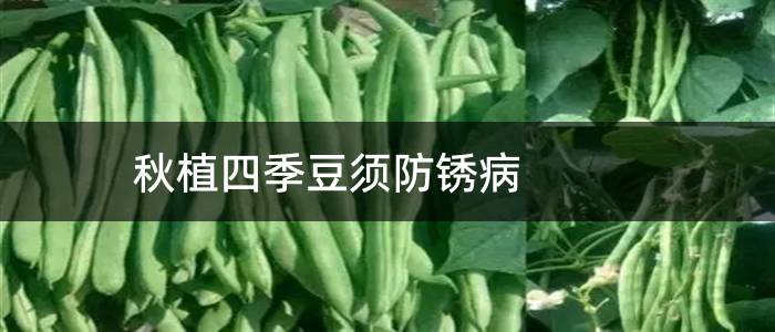 秋植四季豆须防锈病