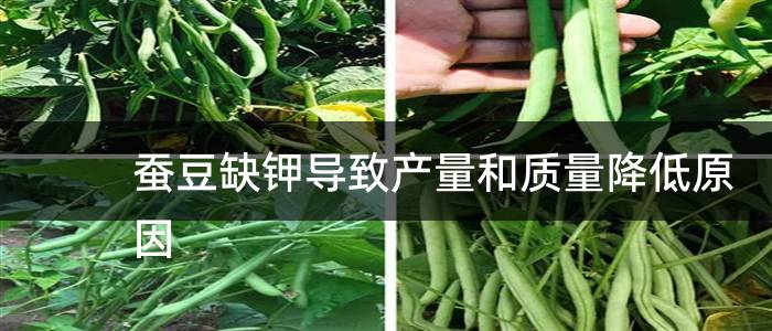 蚕豆缺钾导致产量和质量降低原因