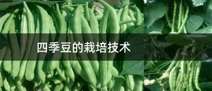 四季豆的栽培技术