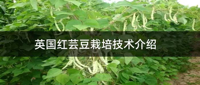 英国红芸豆栽培技术介绍