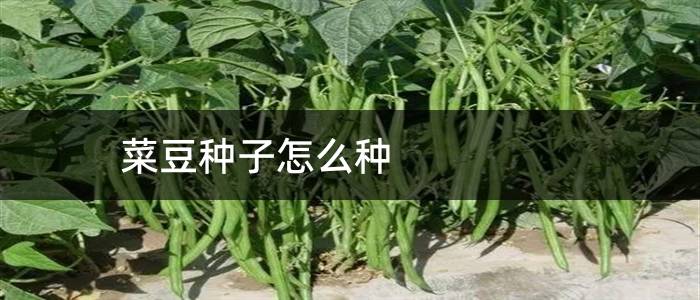 菜豆种子怎么种