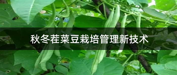秋冬茬菜豆栽培管理新技术