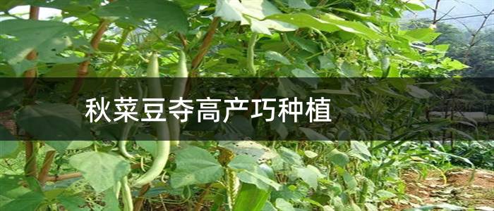 秋菜豆夺高产巧种植