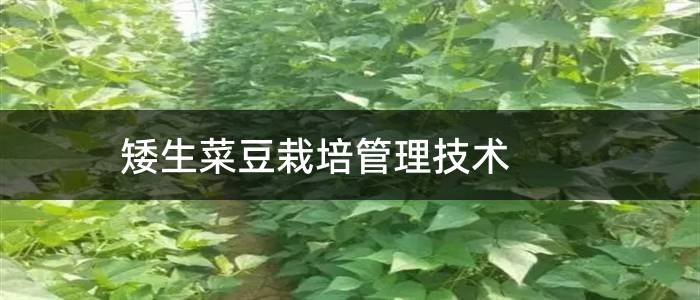 矮生菜豆栽培管理技术