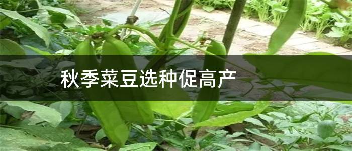 秋季菜豆选种促高产