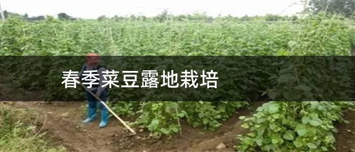 春季菜豆露地栽培