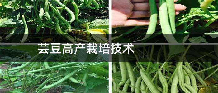 芸豆高产栽培技术