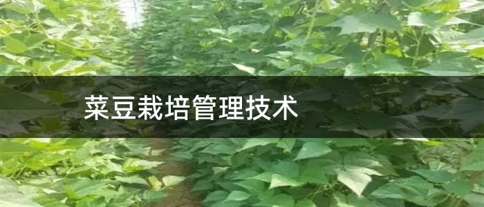 菜豆栽培管理技术