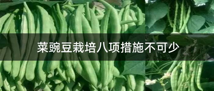 菜豌豆栽培八项措施不可少