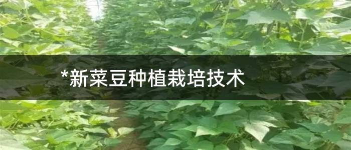 *新菜豆种植栽培技术